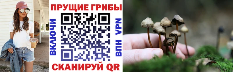 Псилоцибиновые грибы Cubensis  Южно-Сухокумск 